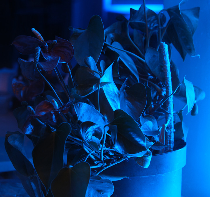 Flower in blue light