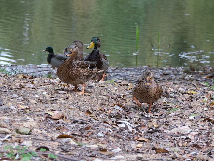 Ducks