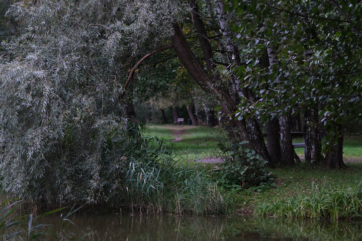 Forest park