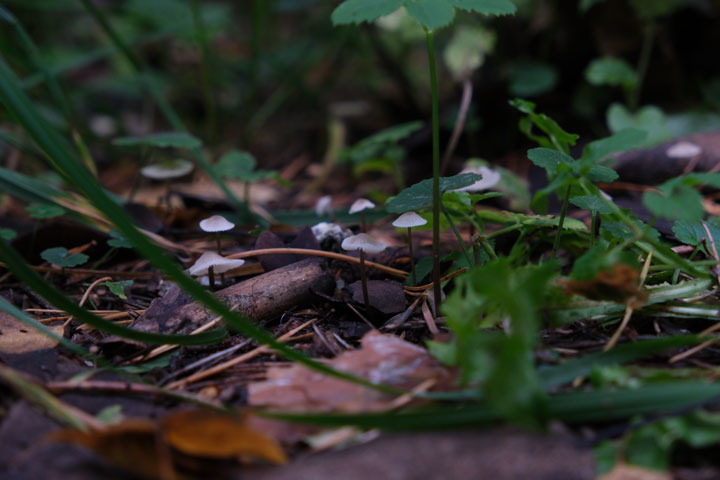 Tiny world