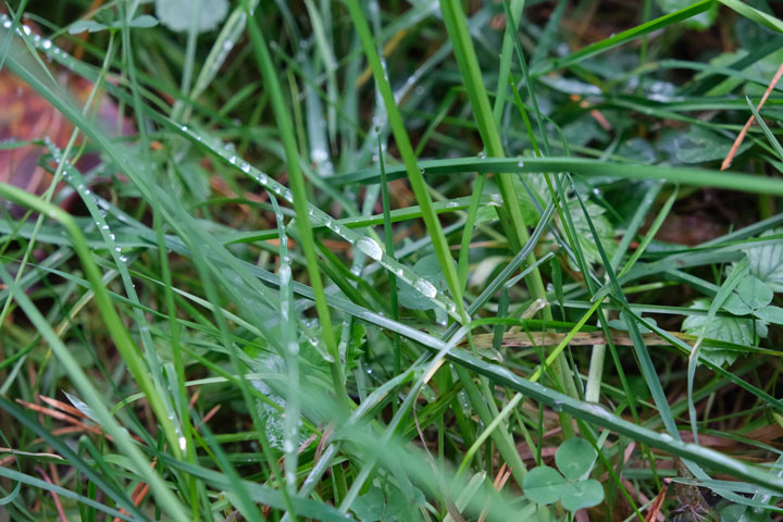 Water drops