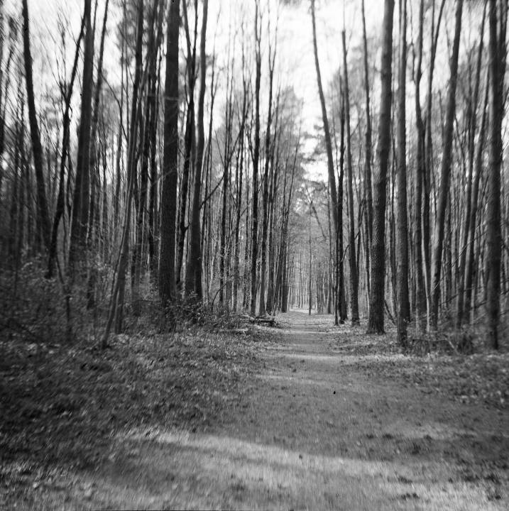 The forest