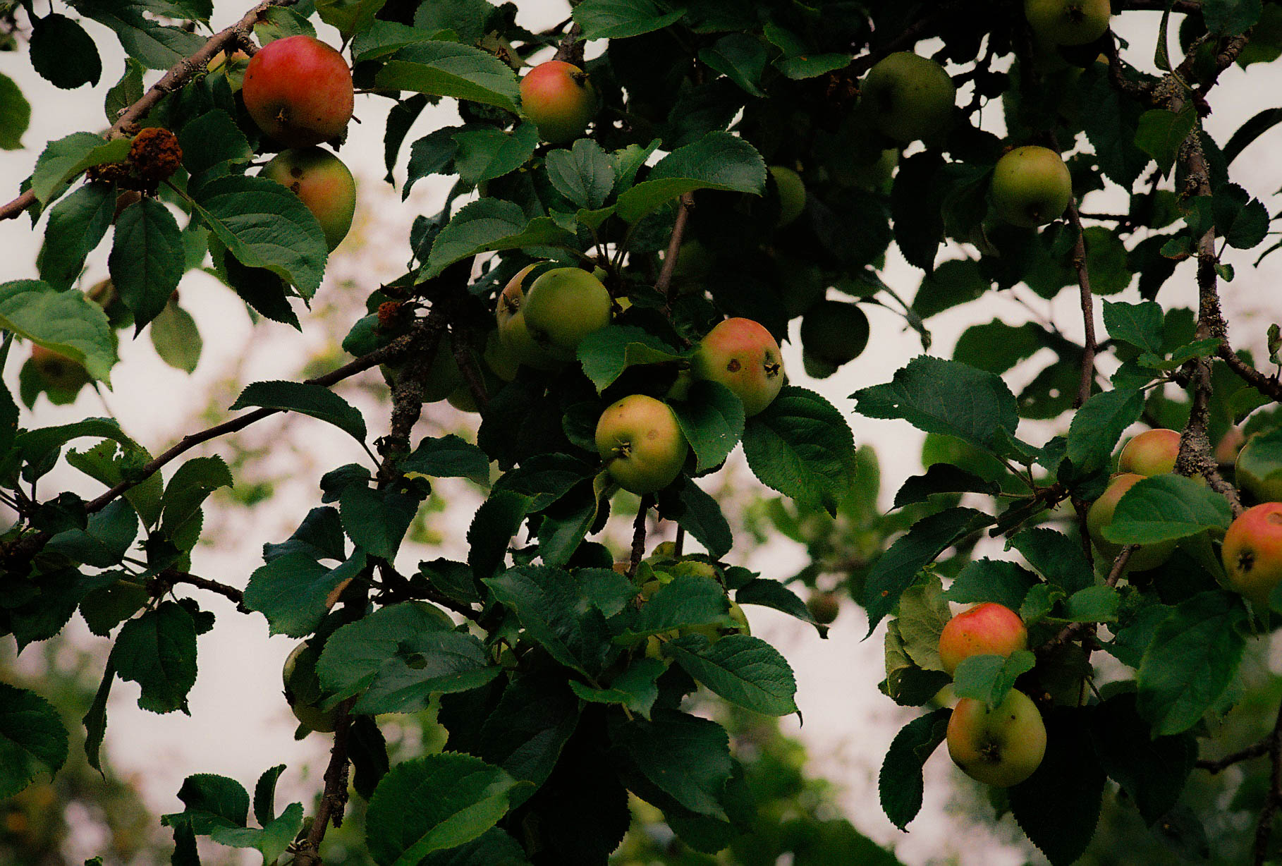 Apples fruits among green leaves