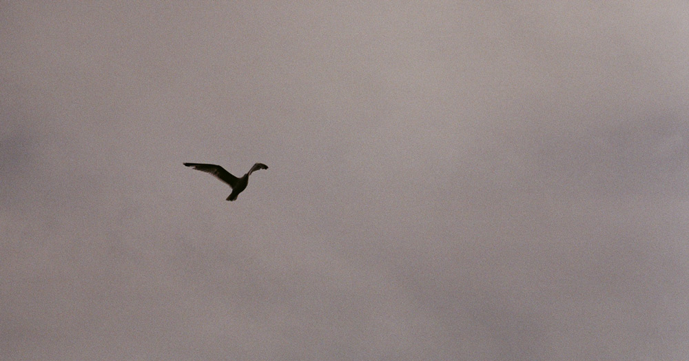 Seagull