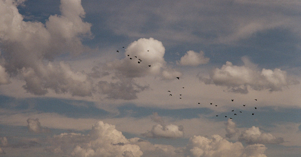 Birds in the sky