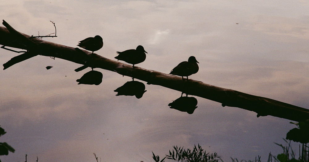 Ducks