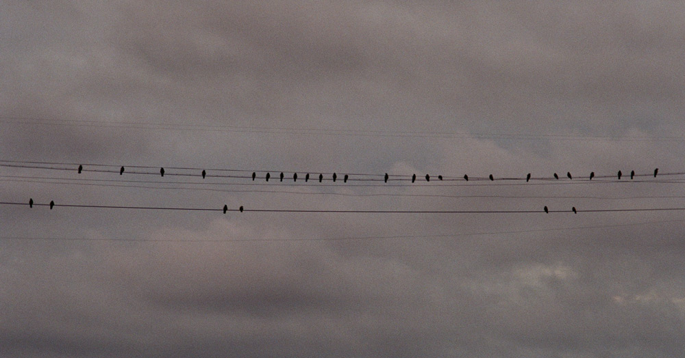 Birds in the sky