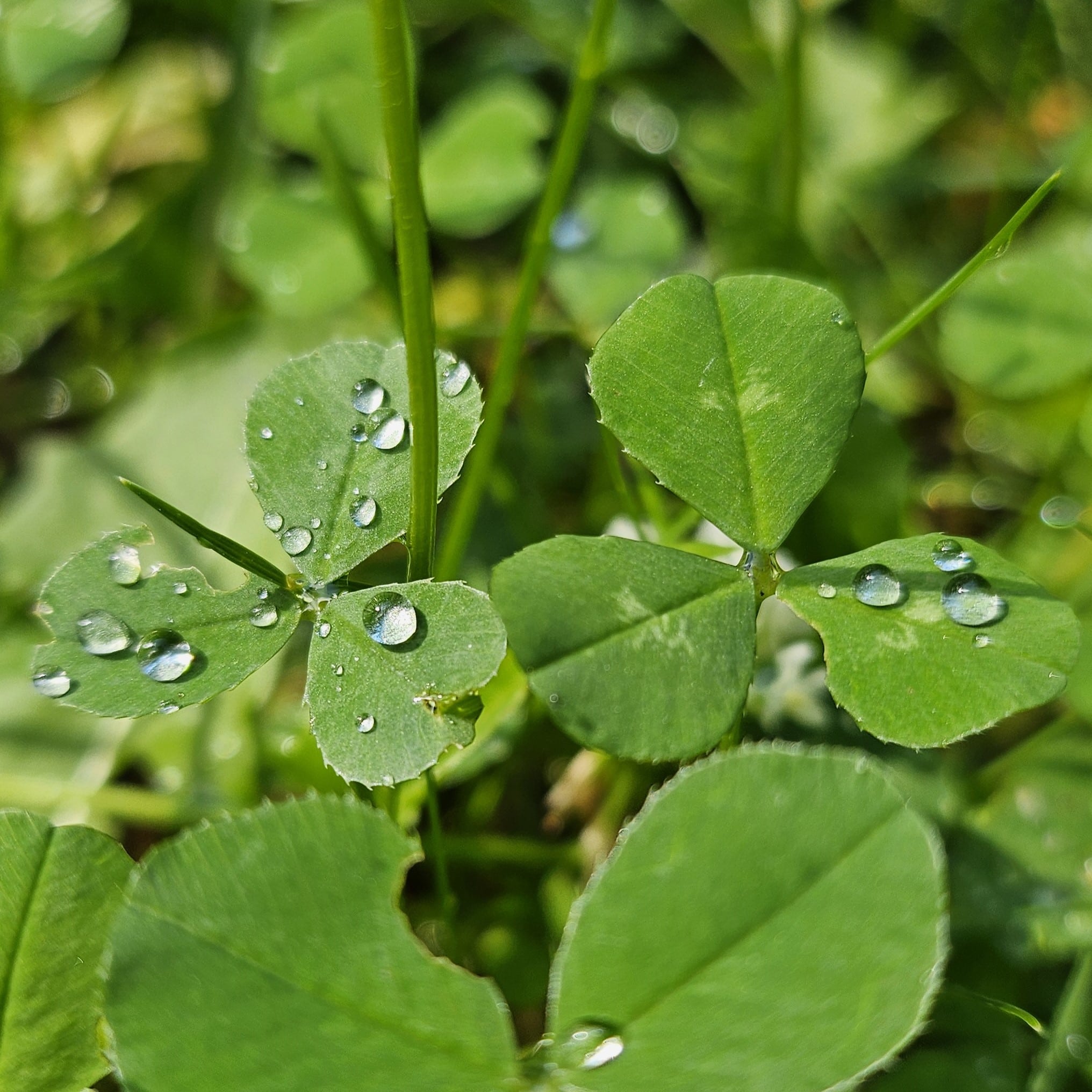 Water drops on green leaves