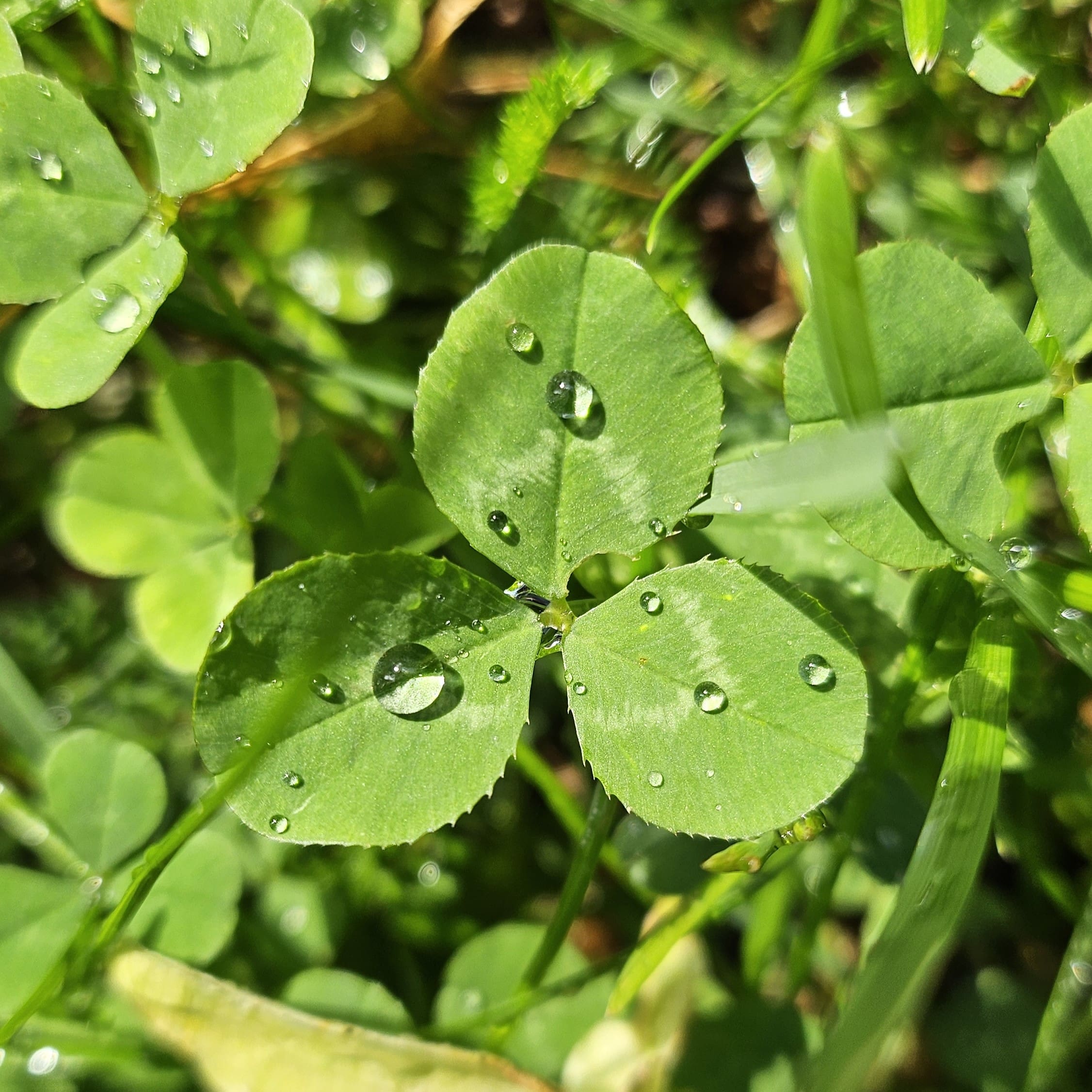 Water drops on green leaves