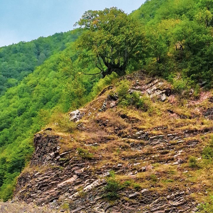The tree on the bank of Aragvi