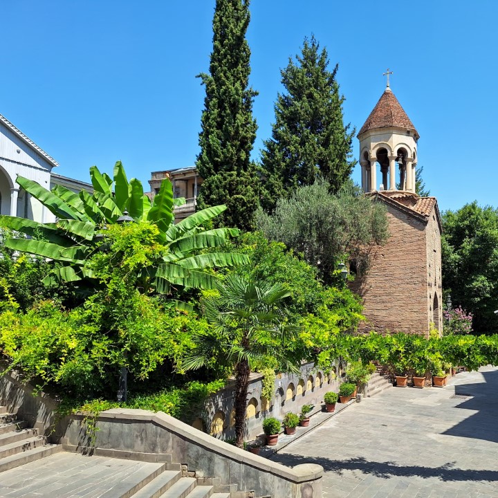 Palm trees in Tbilisi, Georgia