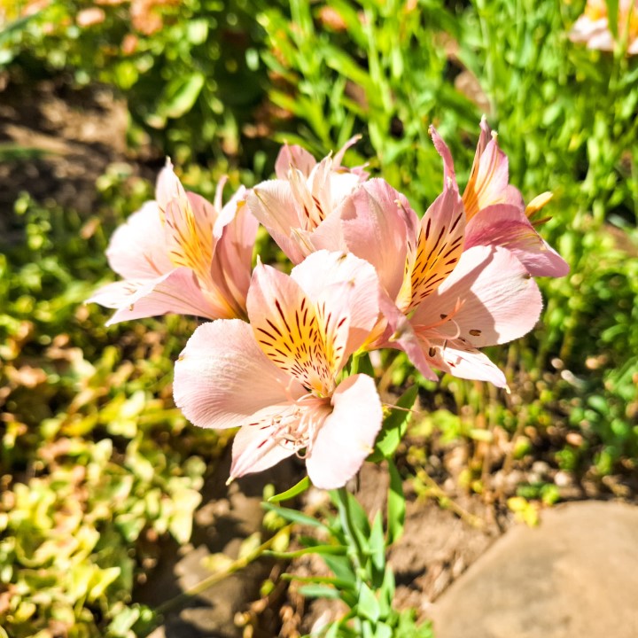 Flower in park of winery