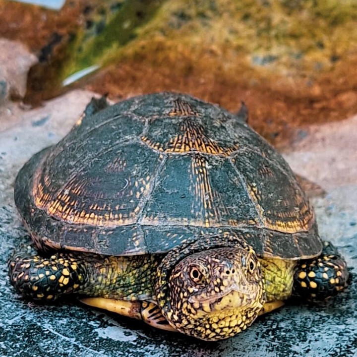 Two little turtles trying to escape the heat