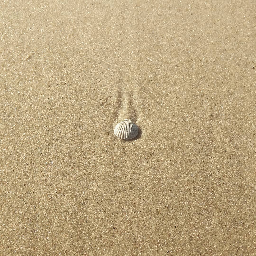 Little shell