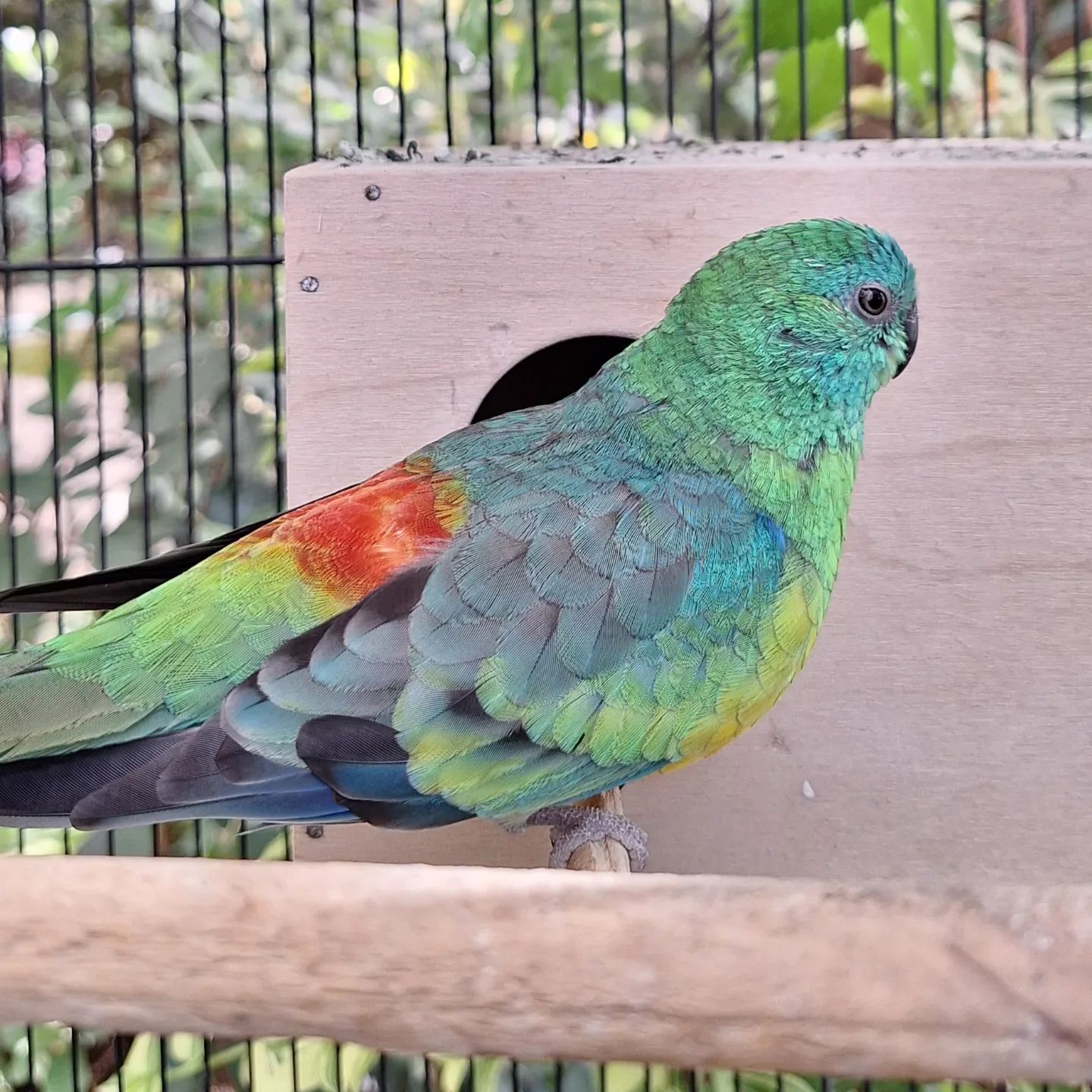 Shy parrot