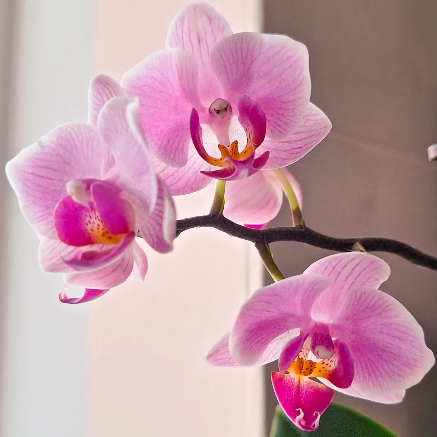 My wife's orchid