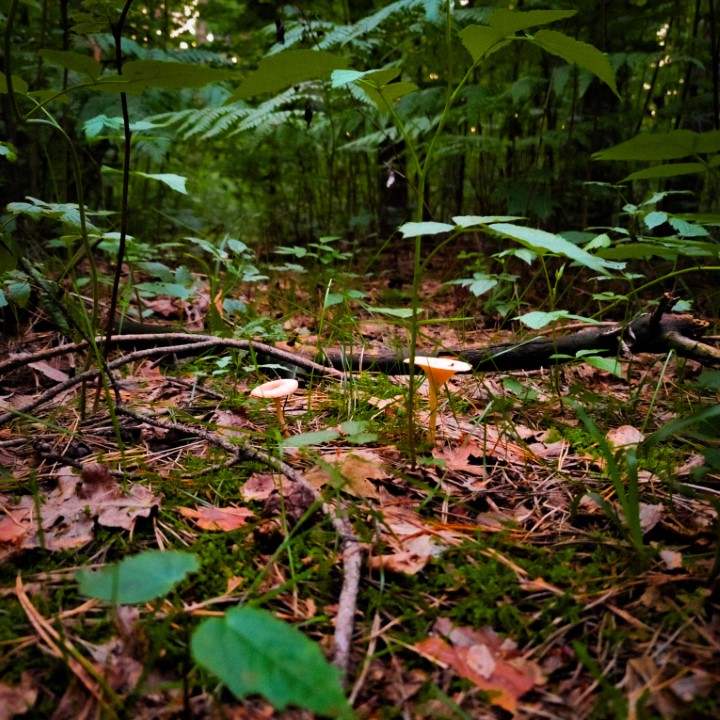 Mushrooms