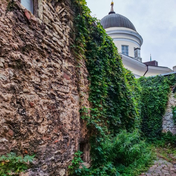 Ivy-covered wall