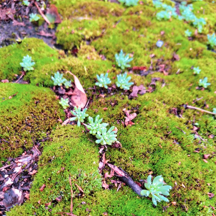 Little forest