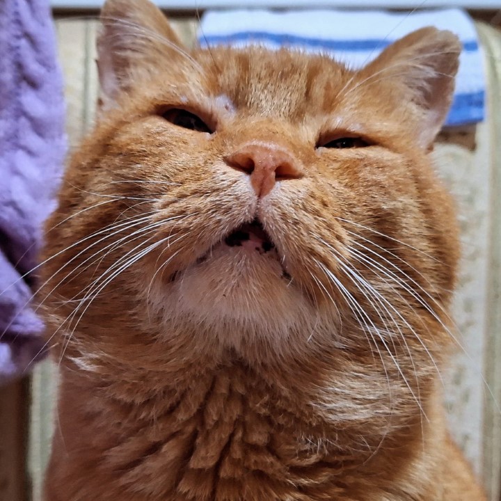 The cat of my mother