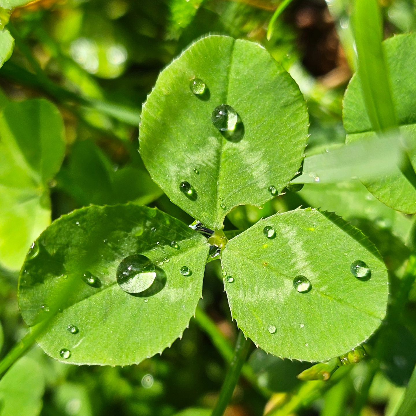 After the rain